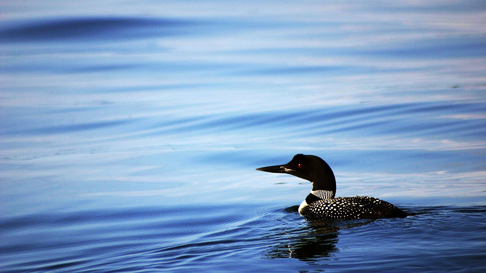 Loon